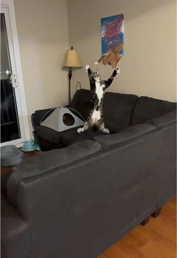 Timmy the Cat and Pablo's Adorable Friendship