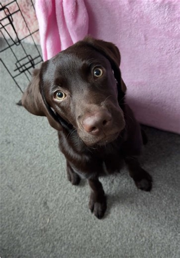 Who else loves licky mats?😍🤤🤪🐾 #chocolatelabrador #labrador #puppy #dogsoftiktok #lickmat