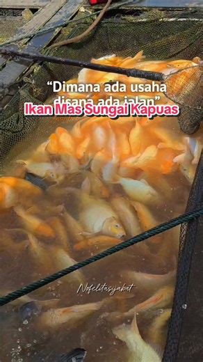Setelah semalam suntuk aku galau di PHP beberapa supplier, hasil keliling sejak pagi tadi ke beberapa desa di Pontianak akhirnya ketemu juga dengan ikan mas Sungai Kapuas 😭😭😭😭😭😭😭😭😭😭 Sore ini sudah ready Naniura Kede Cesku di Ramayana Pontianak Lt 3 🙏🏼
