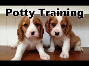 How To Potty Train A Beaglier Puppy - Beaglier House Training Tips - Housebreaking Beaglier Puppies