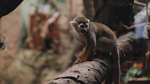 Cute Squirrel Monkey Sitting on a Branch