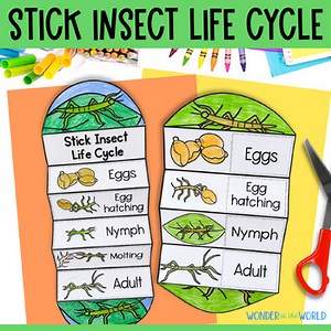 Life cycle and parts of a stick insect cut and paste science activities