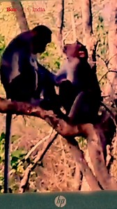 6.4M views · 93K reactions | गलत Proof में शेर की आवाज सुनती ही don डर गया | Tyson | Box Office India | Facebook