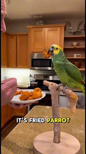😂 Parrot ate it's own cousin 🤣 | Tie Rope DIY