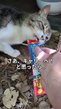 野良猫ヒメコが産んだ子猫達、ついに居場所を発見！ヒメコの次に子猫達を保護するつもりだった…けど… #猫 #野良猫 #子ネコ #cat #shorts