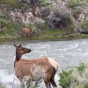 This poor elk calf is cut off from it's mother and needs to find a way across the heavy flowing river! 😱 | Animal Antics