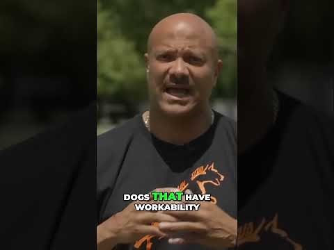 Unlocking the secrets of training working dogs