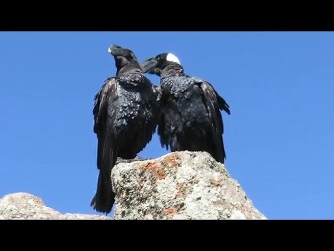 Thick billed raven on top Ras Dejen (4543mtr), Ethiopia