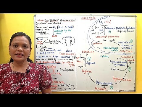 (46) Urea Cycle | Easy Explanation for Exam with Example | Urea Cycle Steps, Enzymes, and Importance