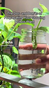 4.9K views · 17 reactions | Everything you need to know about propagating your growing pothos plant. | Well+Good | Facebook