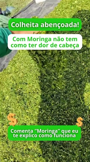 💬 Comente MORINGA que eu mesmo te chamo para conversamos! A Moringa Oleifera está revolucionando o agro brasileiro: forragem de alta proteína que resiste à seca, gera múltiplas fluxos de renda, regenera solos, alimenta rebanhos com saúde e lucra. Sustentabilidade, inovação e rentabilidade em uma única planta. Quem aposta em moringa está transformando o futuro do campo. 💬 Comente MORINGA que eu mesmo te chamo para conversamos! #MoringaOleifera #Moringa #Agronegocio #AgroBrasil #pecuaria | Igor 