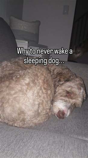 Frankie and Lloyd on Instagram: "Let sleeping dogs lie... Why shouldn't you wake a sleeping dog? That little bark or growl, the running paws. It's adorable. The dog is in a deep sleep and their mind is somewhere else. Maybe they're playing with the kids, protecting the house, chasing a squirrel or whatever. If you wake them up, they can become startled or reactive by instinct. It's not fair to put them in that position. One of the primary rules we teach our boys is to never bother Frankie while 