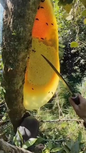 100 % Pure Raw Honey Harvesting #shorts #viral #trending