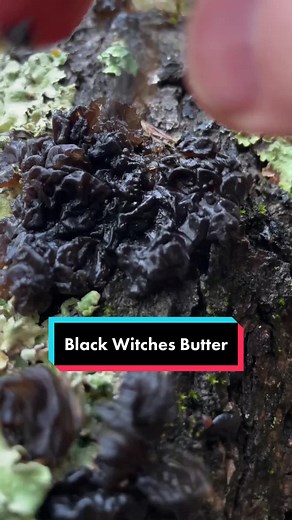 Dr. Gordon Walker (FunGuy) on TikTok