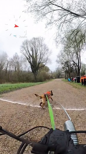 Mia en mode fusée dans la boue 🚀 #malinois #dog #canivtt #bikejoring | Juleskennel