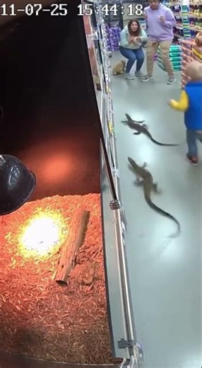 Mom Get Scared By the Lizard #lizard #wildlife #animals