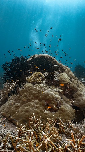 Diving Into the Beauty of Misool - Raja Ampat 🐠🌊 Visit the underwater magic of Misool, Raja Ampat where the reefs are healthy and the fish are thriving! The underwater sights offer large schools of fish, vibrant corals, pelagics, and little critters. Misool is a diver’s paradise, with some of the best coral reefs and marine life in the world. #RajaAmpat #Misool #ScubaDiving #UnderwaterAdventure #HealthyReefs #MarineLife #DiveWithUs #OceanLife #ExploreRajaAmpat | La Galigo Liveaboard
