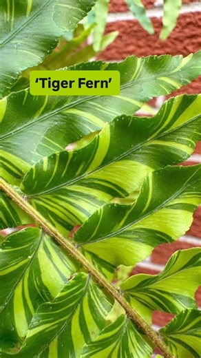 18 reactions | It’s fern Friday! Today we are talking about the tiger...
