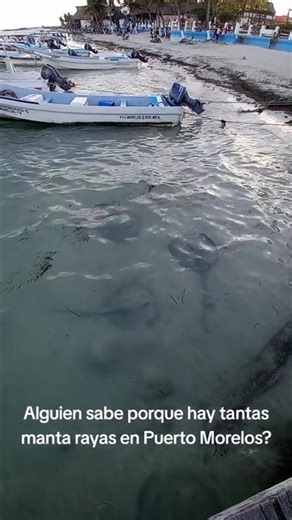 mantarrayas en Puerto Morelos Mexico #playadelcarmen #tulum #cancun #mexico #voyage #beach #new