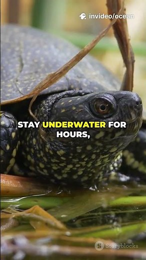 The Turtle That Breathes Through Its Butt!