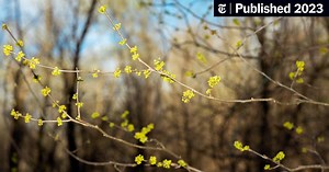 What Are Your Favorite Memories of Spring?