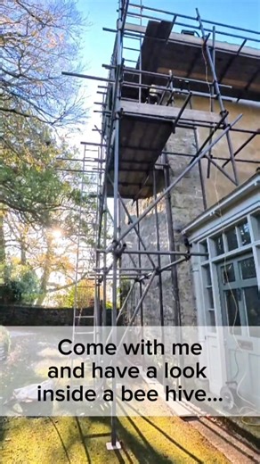 Not all bee removals can wait until spring. At this time of year as maintenance schedules and and roofing jobs start up bees are often discovered, halting works to keep people safe working at height. Here we have some bees which have halted repairs to a rather ornate soffit. Entering through an air brick and colonising the wall plate under the delabole slate roof. It was actually of great benefit for the bees to be removed as they were suffering terribly with a heavy vareoa mite infestation. A l