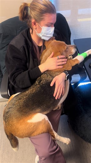 Post-Dental Care Snuggles for Mr. Cheddar