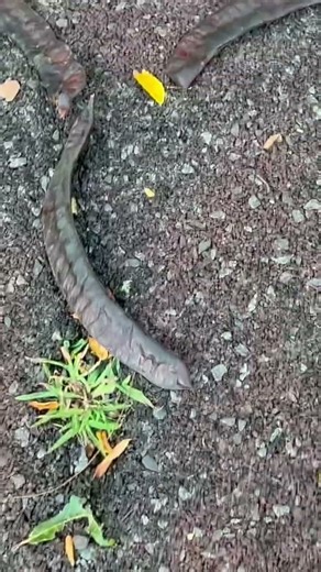 Soap Pods of Memory – Finding the honey locust, nature’s detergent