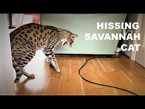 HISSING Savannah Cat