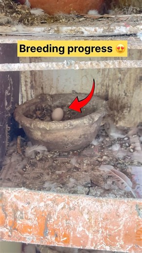 Breeding progress🥚 #minivlog #pigeon #pigeonlover #vlog #viral