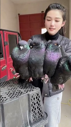 🐦 Amazing Pigeon Moments! 😍✨ #PigeonLife #BirdLovers