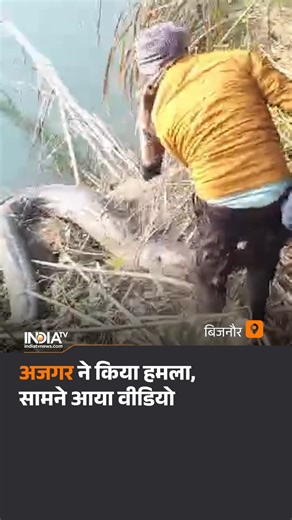 बिजनौर में विशालकाय अजगर देखे जाने से लोगों में हड़कंप मच गया। इस अजगर ने वन विभाग की टीम पर हमला भी कर दिया। हालांकि, वन विभाग की टीम ने रेस्क्यू कर अजगर को सुरक्षित स्थान पर पहुंचा दिया। #ViralVideo #Bijnor #Python | India TV