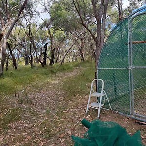 428K views · 22K reactions | Daniel doing zoomies... | Wildwood Wildlife Shelter - Gariwerd | Facebook