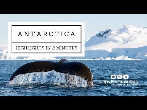My Antarctica Cruise Highlights. Penguins, Whales, Seals, Glaciers & More (in Two Minutes)