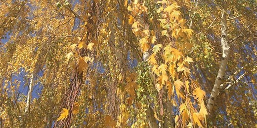 Helping make your leaf removal as easy as possible this fall