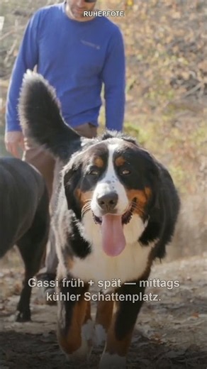 Berner Sennenhund bei Hitze: ab 24 Grad wird es kritisch