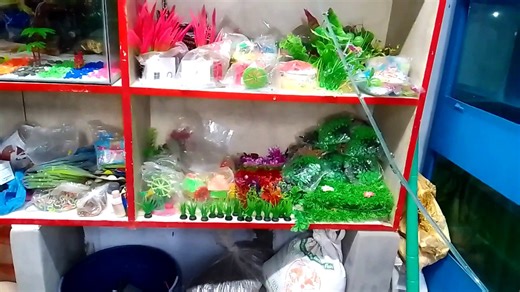 Most Beautiful Aquarium Fishes and Birds | Fresh Water Aquarium Fishes | Most Beautiful Birds | Colo