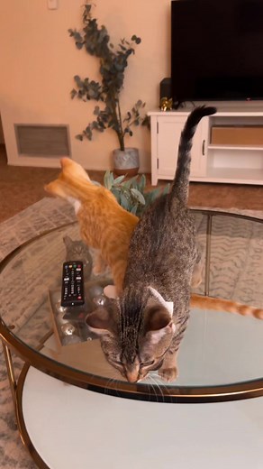 My apartments getting overran