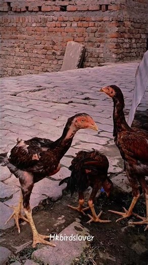 3 aseel chicks breeds aseel rooster #shorts #breeds #rooster