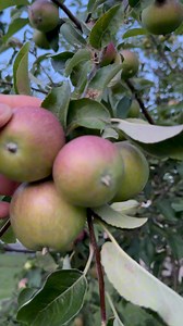 26K views · 999 reactions | Ciruelas y manzanas en Canada  | Latinos en Canada | Facebook