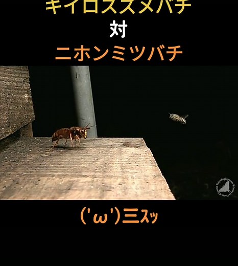 キイロスズメバチ対ニホンミツバチ Japanese yellow hornet vs. Japanese honey bee #Tokyobugboys