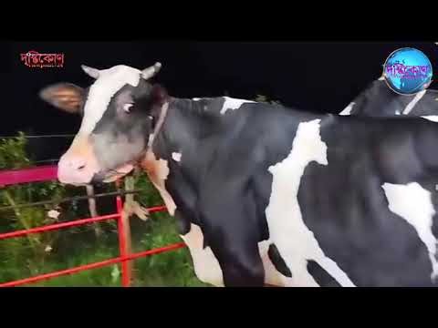 নীলফামারীতে জান্নাত ডেইরি ফার্ম এর গবাদি পশুর খামারে||Jannat Dairy Farm#Viewpoint724