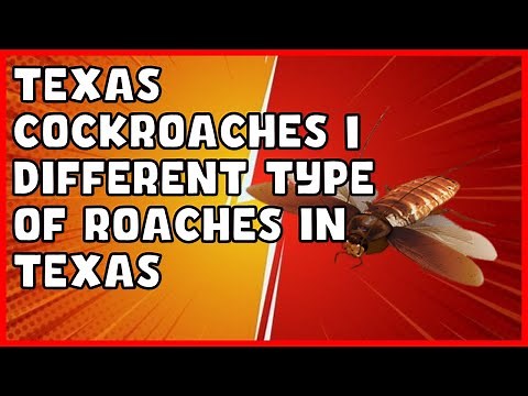 Texas Cockroaches | Different Type of Roaches in Texas