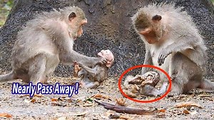 406K views · 51 reactions | OH MY GOD!! Why did a mother monkeys bite her cute baby like that ?? #monkeys #group I JUST REALLY LIKE MONKEYS | Pretty.Mishaa | Facebook