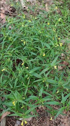 Common Cow's-wheat. The extraordinary world of plants. Botanical curiosities.
