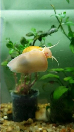 All about Ampularias. Tips and information about this snail that can be kept in aquariums.