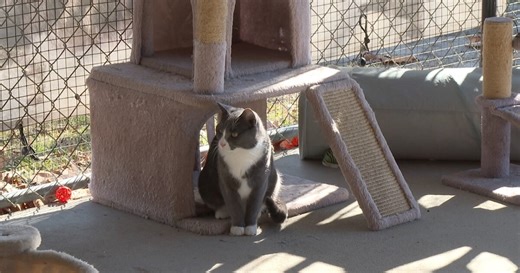 Wakulla County Animal Shelter thrives after support from neighbors