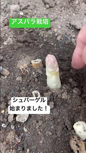アスパラ栽培2025年4月 シュパーゲル始まりました！ #家庭菜園 #菜園 #アスパラガス #シュパーゲル #ホワイトアスパラ #農園 #趣味 #栽培 #ガーデン #ショート #shorts