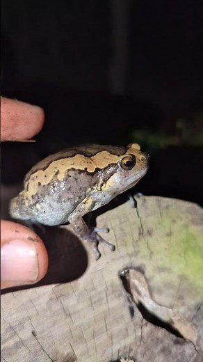 Rain Frog Funny | catch frogs funny viral | Funny Froggy | Funny Toad | Funny Frogs