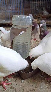 45K views · 9.4K reactions | Good morning pigeons love #pigeon | Soliman Riad | Facebook